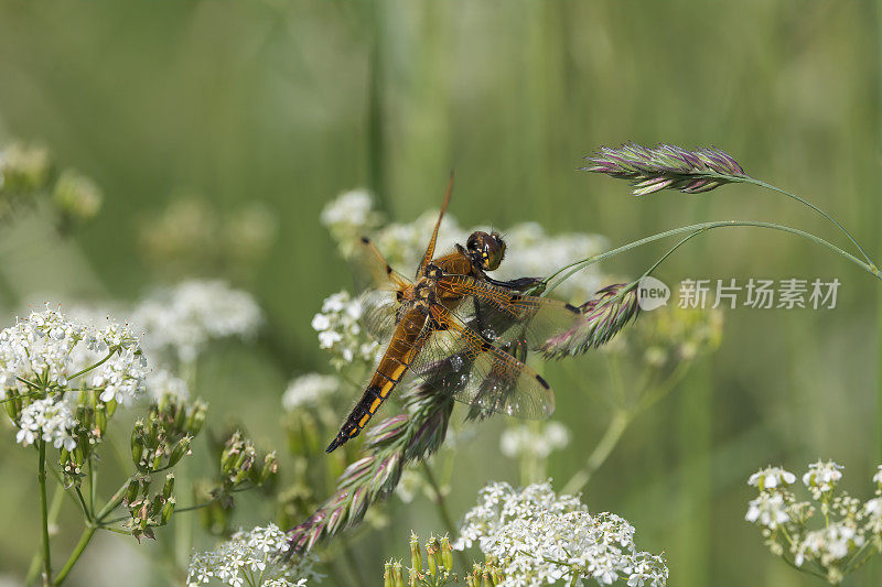 四只斑追逐蜻蜓(Libellula quadrimaculata)张开翅膀在植物上休息